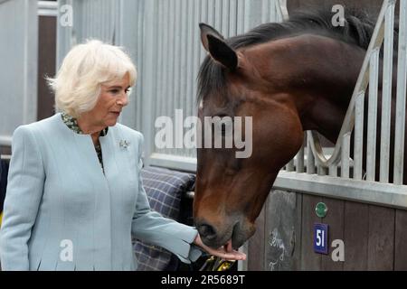 Königin Camilla trifft das ehemalige Rennpferd Percy Toplis bei einem Besuch der British Racing School in Newmarket, Suffolk, zum 40. Jahrestag. In den letzten vier Jahrzehnten hat es Tausende von Menschen ausgebildet und sie mit den Fähigkeiten ausgestattet, um in Großbritanniens zweitgrößtem Zuschauersport, dem Pferderennen, hervorzuheben. Foto: Donnerstag, 1. Juni 2023. Stockfoto