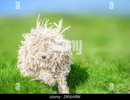 Süßer ungarischer Puli-Hund auf grünem Gras in den Karpaten, Ukraine, Europa. Stockfoto