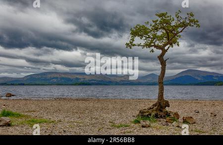 Schottland und seine Lochs Stockfoto