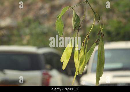 Indisches Rosenholz, Dalbergia sissoo, Shisham Stockfoto