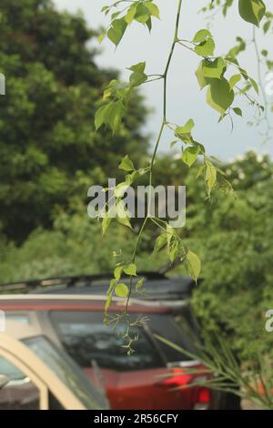 Indisches Rosenholz, Dalbergia sissoo, Shisham Stockfoto