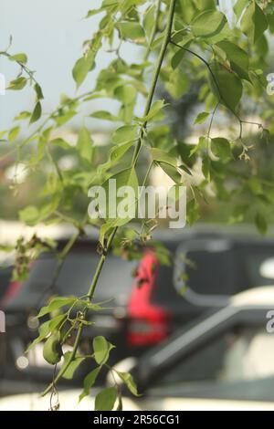 Indisches Rosenholz, Dalbergia sissoo, Shisham Stockfoto