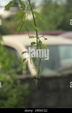 Indisches Rosenholz, Dalbergia sissoo, Shisham Stockfoto