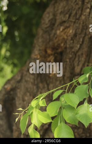 Indisches Rosenholz, Dalbergia sissoo, Shisham Stockfoto