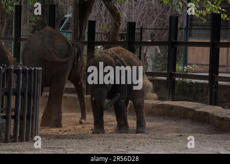 Baby Elefant spielt mit Mutter im Bannerghatta Nationalpark Bangalore im Zoo. Forest Wildlife Sanctuaries in Karnataka India Stockfoto