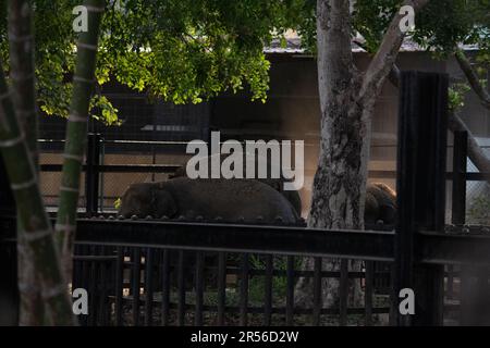 Baby Elefant spielt mit Mutter im Bannerghatta Nationalpark Bangalore im Zoo. Forest Wildlife Sanctuaries in Karnataka India Stockfoto