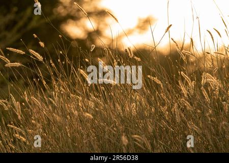 Beleuchtetes Gras auf einem Feld, das im goldenen Licht bei Sonnenuntergang in einer Wüstenlandschaft leuchtet. Stockfoto