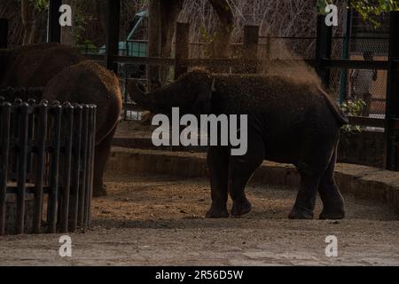 Baby Elefant spielt mit Mutter im Bannerghatta Nationalpark Bangalore im Zoo. Forest Wildlife Sanctuaries in Karnataka India Stockfoto