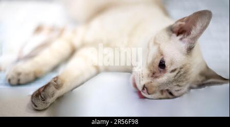 Bewusstlose Katze auf dem Tisch während der Narkose zur Katzensterilisation in der Tierklinik. Tierärztliches Konzept. Stockfoto