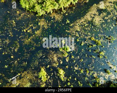 Draufsicht Draufsicht Draufsicht über den Sumpf oder den See bei Sonnenaufgang oder Sonnenuntergang, herrlicher Blick auf die Natur am Morgen am Klong Wurzelsee Krabi Thailand Stockfoto