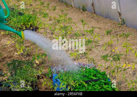 Die Gießkanne wird verwendet, um Tomatenpflanzen im Gewächshausgarten zu bewässern Stockfoto