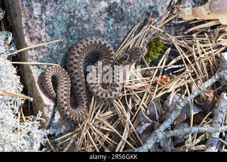 Kreuzotter, Kreuz-Otter, Otter, Viper, Vipera berus, Adder, Common Viper, Common European Viper, Common European Adder, Common Adder, la Vipère péliad Stockfoto