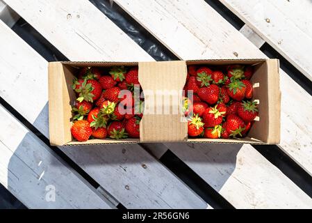 Frische Erdbeeren in einem Pappkorb, auf einer weißen Palette. Stockfoto