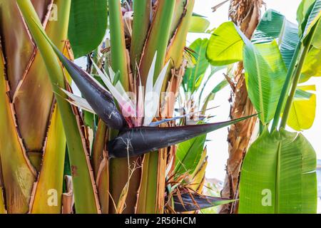 Blumen der Strelitzia Nicolai, allgemein bekannt als die riesigen weißen Bird of paradise oder wild Banane. Stockfoto