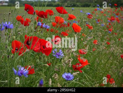 Eine beliebte Blumenkombination: Mohn und Maisblumen. Dieses Jahr standen sie am Rande eines landwirtschaftlichen Feldes Stockfoto