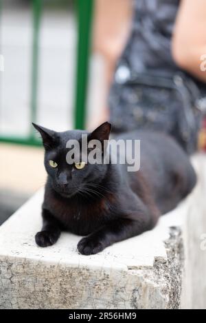 Singapur streunende Katzen im Wohngebiet Stockfoto