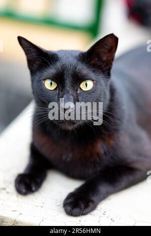 Singapur streunende Katzen im Wohngebiet Stockfoto