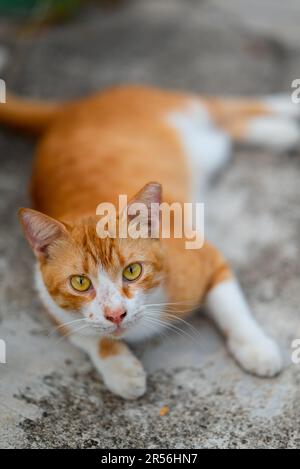 Singapur streunende Katzen im Wohngebiet Stockfoto