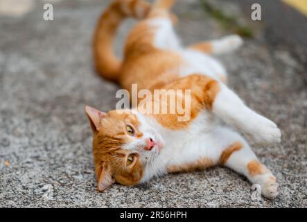 Singapur streunende Katzen im Wohngebiet Stockfoto