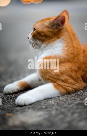 Singapur streunende Katzen im Wohngebiet Stockfoto