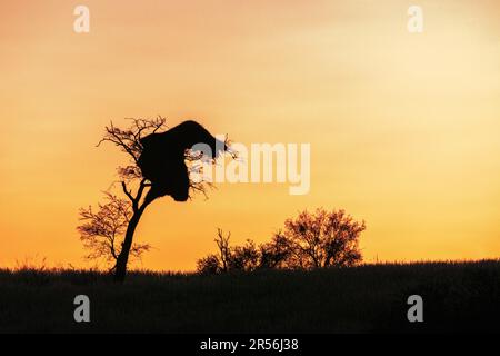 Afrikanischer Sonnenuntergang, Silhouette eines Baumes mit geselligen Weaver-Vogelnest. Kalahari, Kgalagadi Transfrontier Park, Südafrika Stockfoto