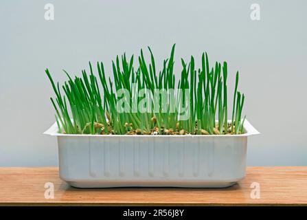 Frisches grünes Gras wuchs in einem Kunststoffbehälter Stockfoto