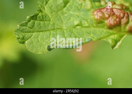 Larve eines Sägefliegens Nematus, der sich an einem Blatt roter Johannisbeere (Ribes rubrum) ernährt. Wahrscheinlich gewöhnlicher Stachelbeersäger (Nematus ribesii). Blatt mit Blasen Stockfoto