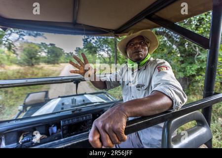 Mit Reiseleiter im Safari-Fahrzeug durch den Liwonde-Nationalpark, Malawi. Tom ist Reiseleiter in der Kutchire Lodge und begleitet tägliche Touren in den Liwonde National Park. Er weiß auch viel über die kleinen Tiere im Park und über die Flora Stockfoto