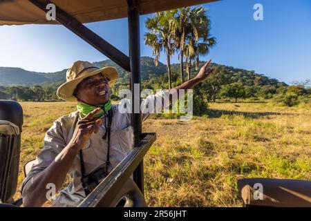 Mit Reiseleiter im Safari-Fahrzeug durch den Liwonde-Nationalpark, Malawi. Tom ist Reiseleiter in der Kutchire Lodge und begleitet tägliche Touren in den Liwonde National Park. Er weiß auch viel über die kleinen Tiere im Park und über die Flora Stockfoto