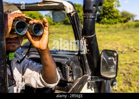 Mit Reiseleiter im Safari-Fahrzeug, Liwonde National Park, Malawi. Begleiten Sie Tom auf der Suche nach dem Stolz der Löwen mit vier Jungen Stockfoto