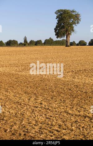 Ein einsamer Baum auf einem Hügel nach einer langen Dürre in der Nähe von Caceres, Extremadura, Spanien. Stockfoto