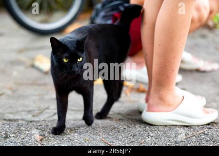 Singapur streunende Katzen im Wohngebiet Stockfoto