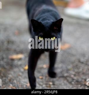 Singapur streunende Katzen im Wohngebiet Stockfoto