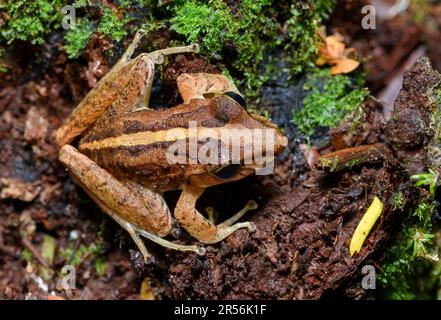 Gemeiner Regenfrosch (Craugastor fitzingeri) aus Sarapiqui, Costa Rica. Stockfoto