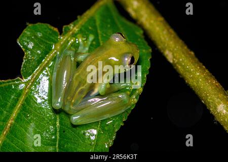 Zwergggglasfrosch (Teratohyla spinosa) aus Sarapiqui, Costa Rica. Stockfoto