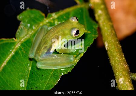 Zwergggglasfrosch (Teratohyla spinosa) aus Sarapiqui, Costa Rica. Stockfoto