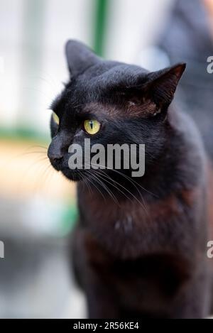 Singapur streunende Katzen im Wohngebiet Stockfoto