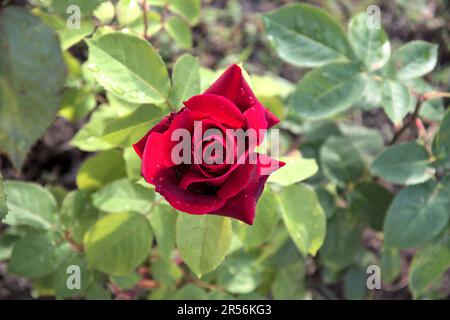 Wunderschöne Blume rot rosa grün hinterlässt einen wunderschönen Blick auf die Natur Makro Stockfoto