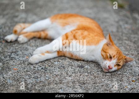 Singapur streunende Katzen im Wohngebiet Stockfoto