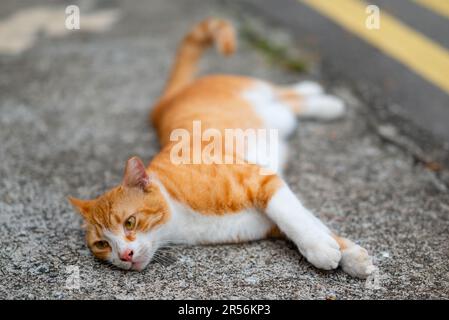 Singapur streunende Katzen im Wohngebiet Stockfoto