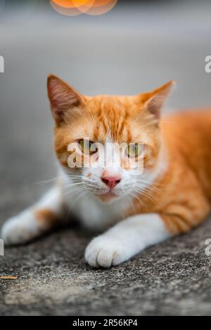 Singapur streunende Katzen im Wohngebiet Stockfoto