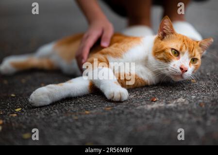 Singapur streunende Katzen im Wohngebiet Stockfoto