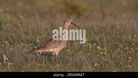 Eurasischer Curlew auf dem Feld Stockfoto