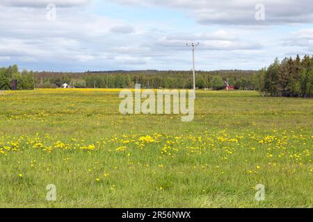 Blick auf Ackerland und Wiesen im Juni. Wald und Hügel im Hintergrund. Eine elektrische Leitung auf dieser Seite. Ein paar Gebäude. Stockfoto