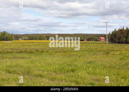 Blick auf Ackerland und Wiesen im Juni. Wald und Hügel im Hintergrund. Eine elektrische Leitung auf dieser Seite. Ein paar Gebäude. Stockfoto