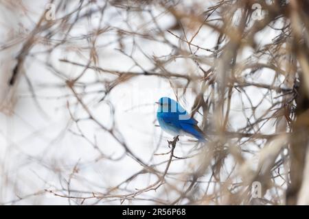 Ein Rocky Mountain Bluebird, der in Baumstämmen ruht. Grand Teton Nationalpark, Wyoming Stockfoto