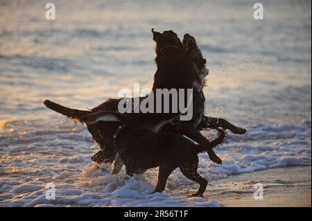 Drei labrador Retriever-Hunde, die an einem sonnigen Tag am Strand spielen Stockfoto