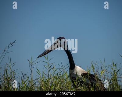 Jabiru Schwarzhalsstorch in den Feuchtgebieten Darwin, Australien Stockfoto