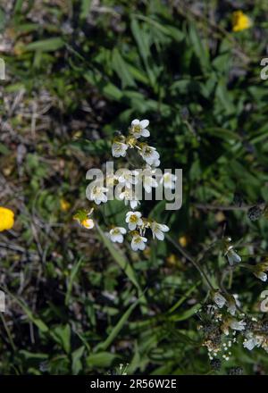 Wiesensaxifrage (Saxifraga granulata) blühende weiße Blüten in schweden Stockfoto