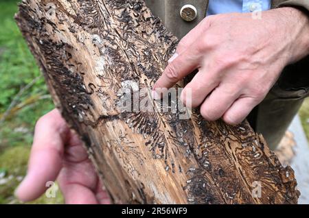 25. Mai 2023, Bayern, Schrobenhausen: Spuren von Rindenkäfern sind unter der Rinde eines gefällten Baumes in einem Mischwald zu sehen - aufgenommen während einer Exkursion entlang der Wertschöpfungskette eines Holzpelleets. Foto: Angelika Warmuth/dpa Stockfoto